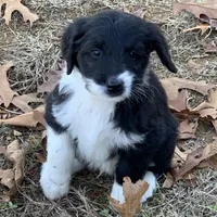 Luna’s Male #7, a male Aussiedoodle for sale in Prospect, TN – Photo 2 of 10