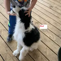 Luna’s Male #7, a male Aussiedoodle for sale in Prospect, TN – Photo 6 of 10