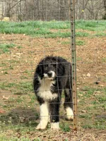 Luna’s Male #7, a male Aussiedoodle for sale in Prospect, TN – Photo 10 of 10