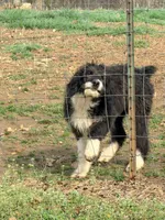 Luna’s Male #7, a male Aussiedoodle for sale in Prospect, TN – Photo 9 of 10