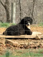 Luna’s Male #7, a male Aussiedoodle for sale in Prospect, TN – Photo 1 of 10