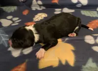 processed/a9befc57-754e-4137-8cbb-b8b26737659f/listing/d6e38d1c-5e83-4150-a6df-ac7e63aa2c2a/a6fcce02-becf-4cb2-909f-79703f008918