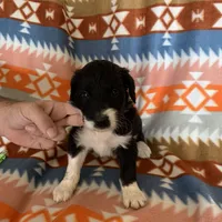 Luna’s Male #7, a male Aussiedoodle for sale in Prospect, TN – Photo 3 of 10