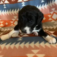 Luna’s Male #7, a male Aussiedoodle for sale in Prospect, TN – Photo 5 of 10