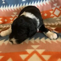 Luna’s Male #7, a male Aussiedoodle for sale in Prospect, TN – Photo 4 of 10