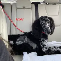 Luna’s Male #5, a male Aussiedoodle for sale in Prospect, TN – Photo 6 of 7