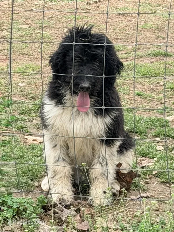 Luna’s Male #5 – Aussiedoodle puppy for sale in Prospect, TN