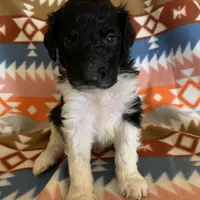 Luna’s Male #5, a male Aussiedoodle for sale in Prospect, TN – Photo 5 of 7