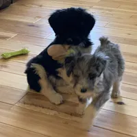 Luna’s Male #5, a male Aussiedoodle for sale in Prospect, TN – Photo 4 of 7