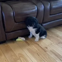 Luna’s Male #5, a male Aussiedoodle for sale in Prospect, TN – Photo 3 of 7