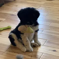 Luna’s Male #5, a male Aussiedoodle for sale in Prospect, TN – Photo 2 of 7