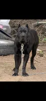 Gemma Iccf registered , a female Cane Corso for sale in Savannah, MO – 8 of 8