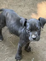 Kova Iccf registered , a female Cane Corso for sale in Saint Joseph, MO – 4 of 5