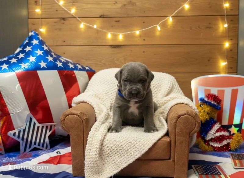  Titan Iccf registered  – Cane Corso puppy for sale in Savannah, MO