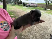King Iccf registered , a male Cane Corso for sale in Saint Joseph, MO – 2 of 5