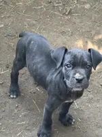 Kova Iccf registered , a female Cane Corso for sale in Saint Joseph, MO – 3 of 5