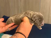 Thor Iccf registered , a male Cane Corso for sale in Savannah, MO – 4 of 9
