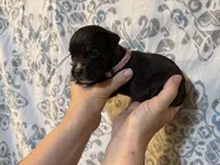 Cleo Iccf registered runt, a female Cane Corso for sale in Saint Joseph, MO – 4 of 5