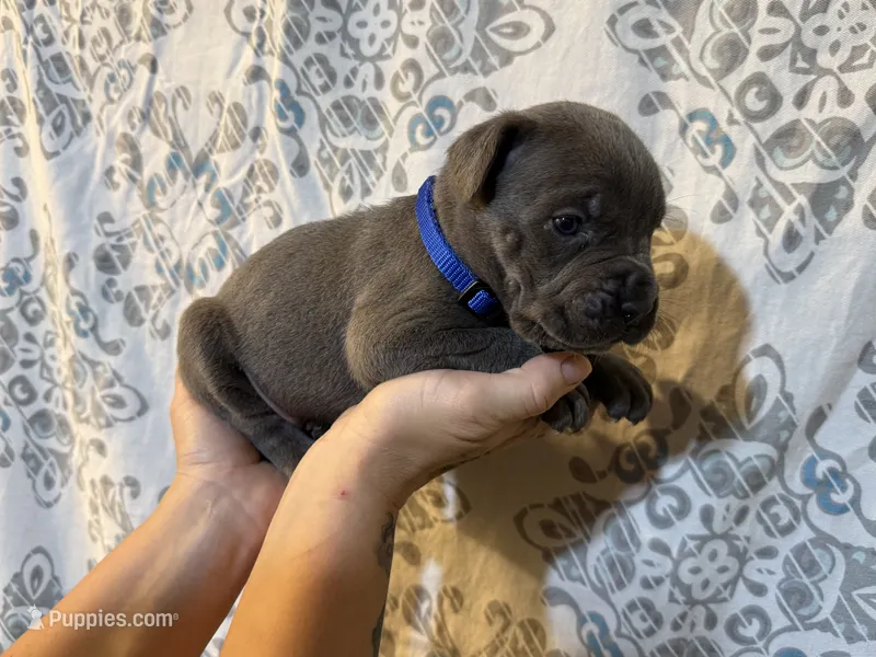 King Iccf registered  – Cane Corso puppy for sale in Savannah, MO