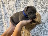 King Iccf registered , a male Cane Corso for sale in Saint Joseph, MO – 3 of 5