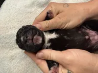 Nyx Iccf registered , a female Cane Corso for sale in Savannah, MO – 2 of 7