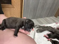 Athena Iccf registered , a female Cane Corso for sale in Savannah, MO – 7 of 7