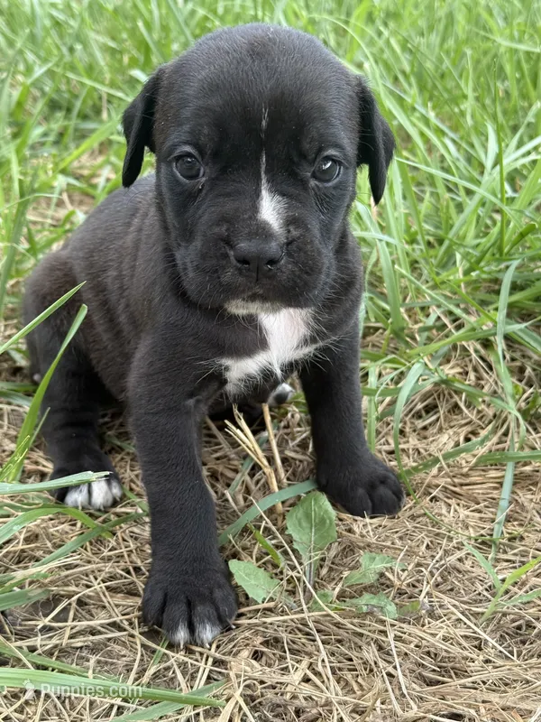 Gemma Iccf registered  – Cane Corso puppy for sale in Saint Joseph, MO