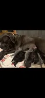 Haus Iccf registered , a male Cane Corso for sale in Savannah, MO – 7 of 8