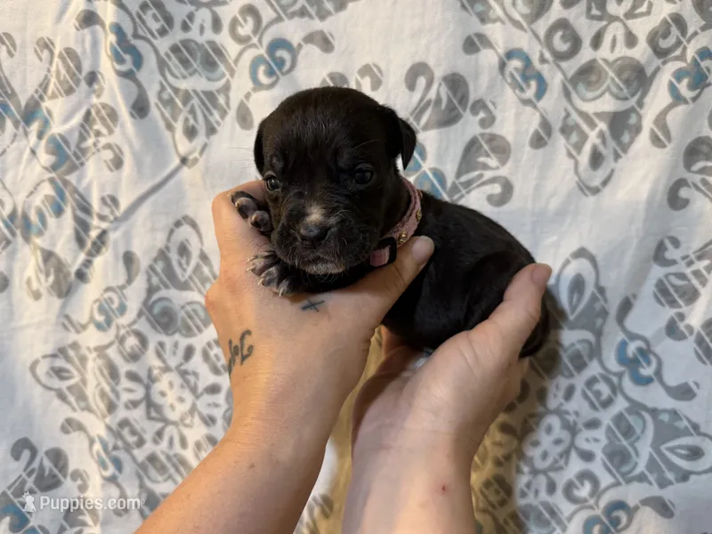 Cleo Iccf registered  – Cane Corso puppy for sale in Savannah, MO