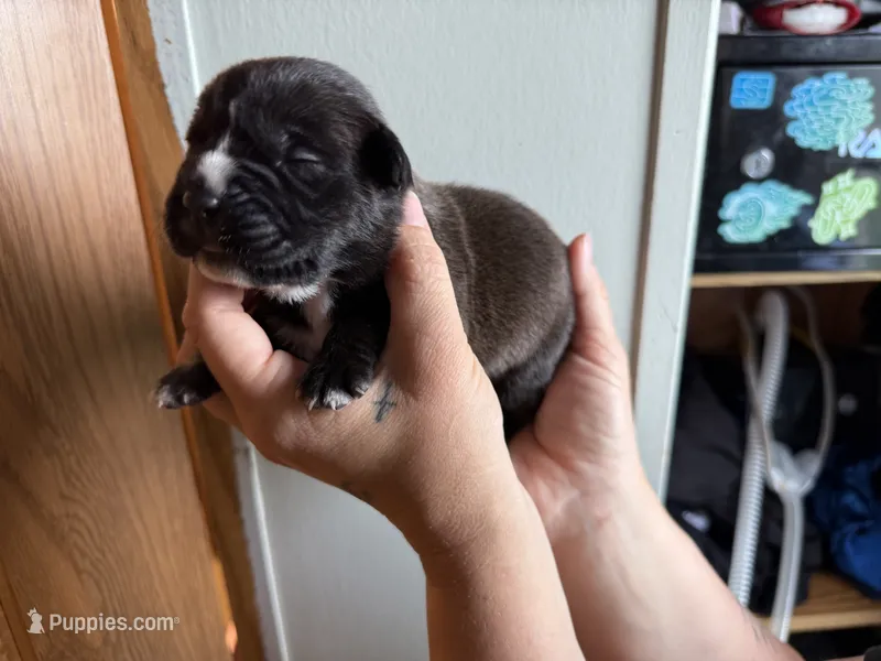 Nala Iccf registered  – Cane Corso puppy for sale in Savannah, MO