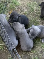 Nyx Iccf registered , a female Cane Corso for sale in Saint Joseph, MO – 5 of 7