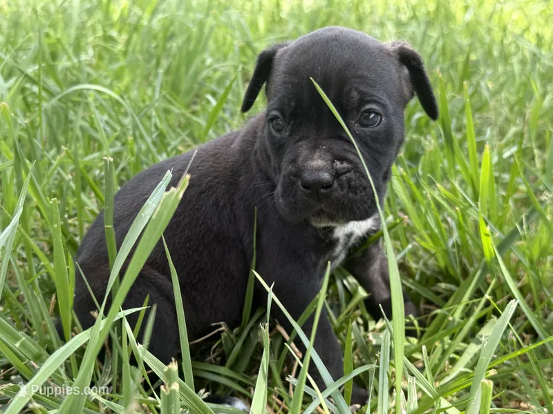 Nila Iccf registered  – Cane Corso puppy for sale in Saint Joseph, MO