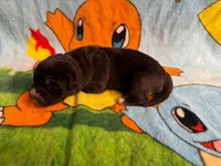 Nyx Iccf registered , a female Cane Corso for sale in Savannah, MO – 4 of 7