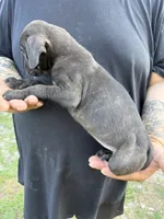 Willow Iccf registered , a female Cane Corso for sale in Saint Joseph, MO – 2 of 3