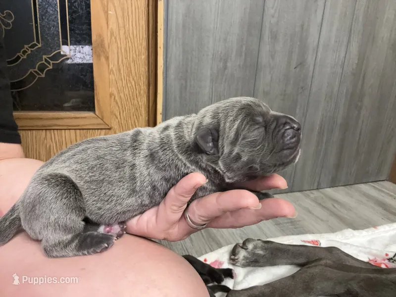 Coona Iccf registered  – Cane Corso puppy for sale in Savannah, MO