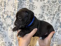 Zeus Iccf registered , a male Cane Corso for sale in Saint Joseph, MO – 1 of 5