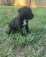 Kira Iccf registered , a female Cane Corso for sale in Saint Joseph, MO – 10 of 10