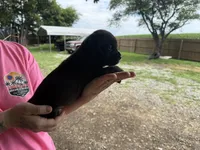 Nyx Iccf registered , a female Cane Corso for sale in Saint Joseph, MO – 2 of 7