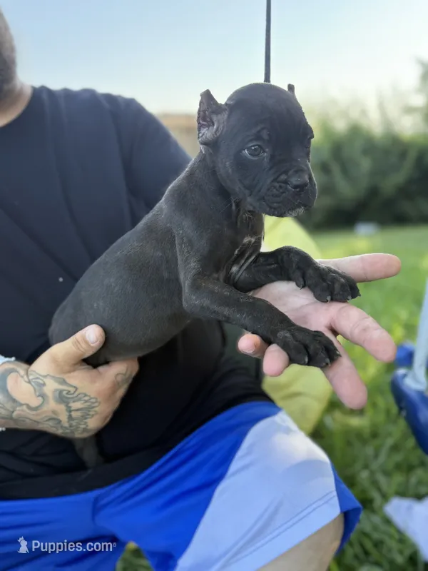 Raven Iccf registered  – Cane Corso puppy for sale in Saint Joseph, MO