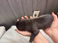Zeus Iccf registered , a male Cane Corso for sale in Savannah, MO – 5 of 7