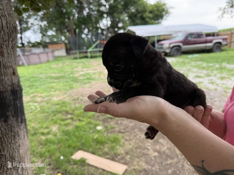 Cleo Iccf registered runt – Cane Corso puppy for sale in Saint Joseph, MO