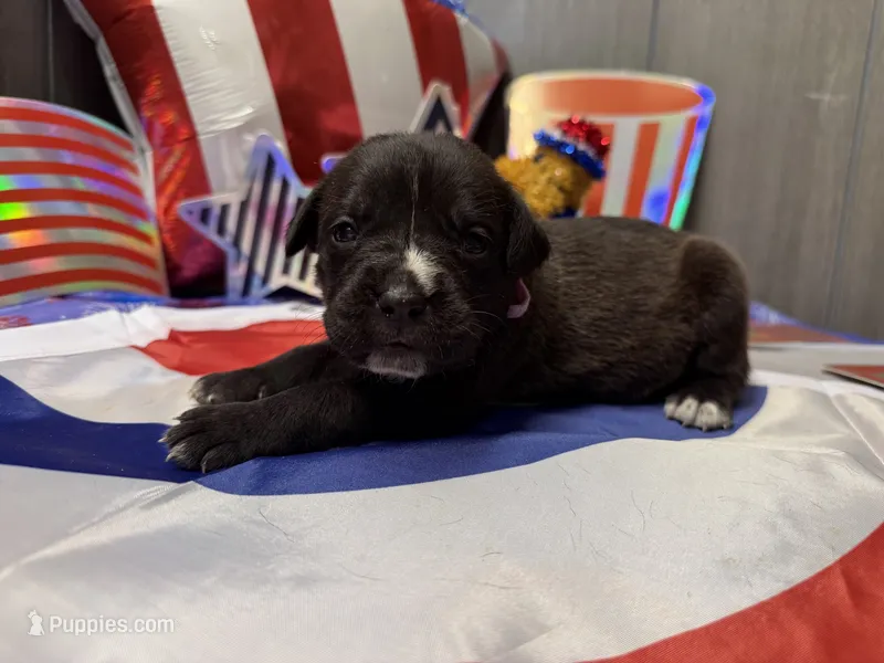 Nila Iccf registered  – Cane Corso puppy for sale in Savannah, MO