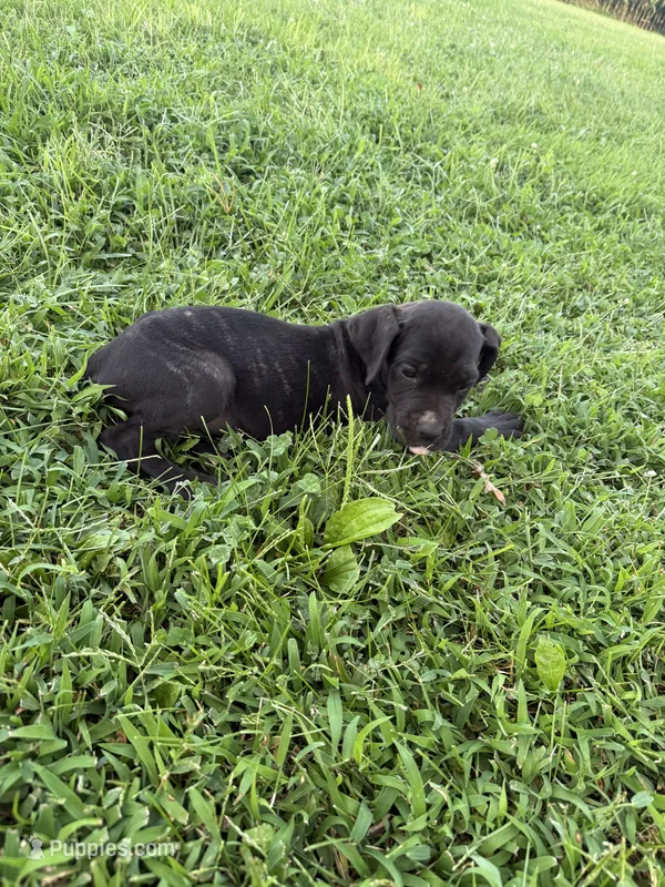 Kova Iccf registered  – Cane Corso puppy for sale in Saint Joseph, MO