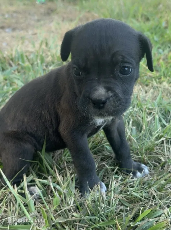 Cleo Iccf registered runt – Cane Corso puppy on hold in Saint Joseph, MO