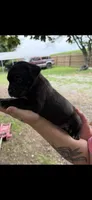 Nila Iccf registered , a female Cane Corso for sale in Saint Joseph, MO – 2 of 3
