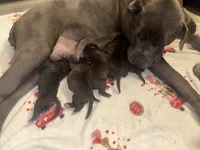 Gemma Iccf registered , a female Cane Corso for sale in Savannah, MO – 4 of 8
