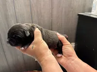 Nyx Iccf registered , a female Cane Corso for sale in Savannah, MO – 3 of 7