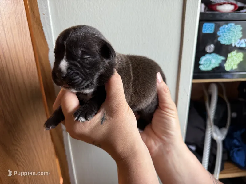 Nala Iccf registered  – Cane Corso puppy for sale in Savannah, MO