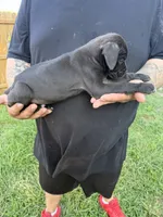 Sienna Iccf registered , a female Cane Corso for sale in Saint Joseph, MO – 3 of 4