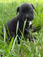 Karma Iccf registered , a female Cane Corso for sale in Saint Joseph, MO – 2 of 6
